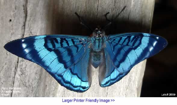 The Black Commentator - Butterfly in Amazon Forest Photograph By Carlos Latuff, Brazil